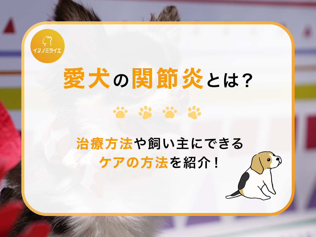 愛犬の関節炎とは?治療方法や飼い主にできるケアの方法を紹介!