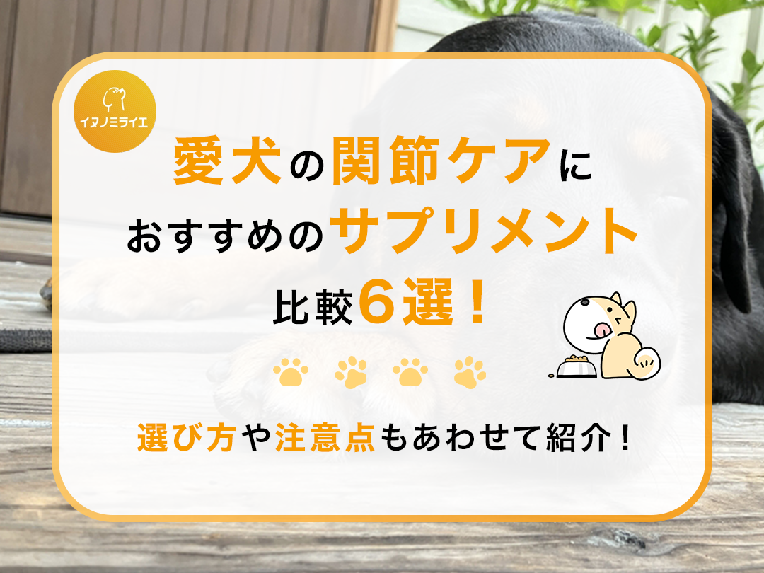 愛犬の関節ケアにおすすめのサプリメント比較6選!選び方や注意点もあわせて紹介!
