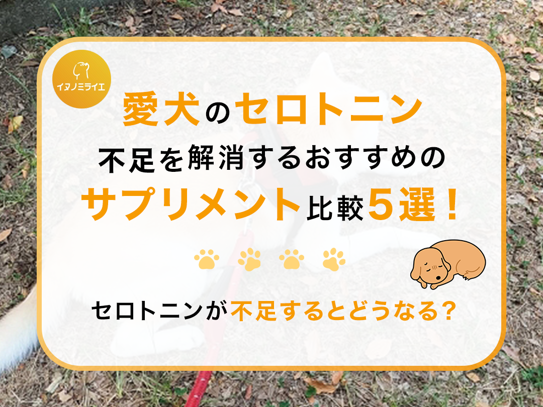 愛犬のセロトニン不足を解消するおすすめのサプリメント比較5選!セロトニンが不足するとどうなる?