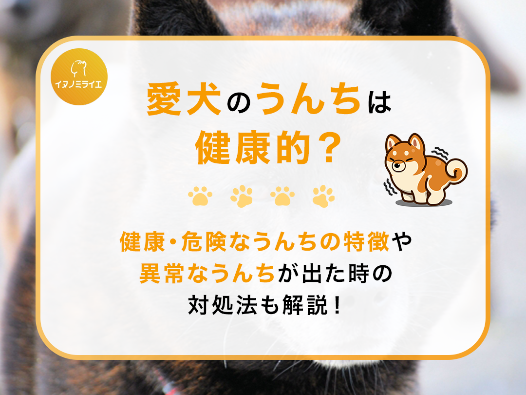 愛犬のうんちは健康的?健康・危険なうんちの特徴や異常なうんちが出た時の対処法も解説!