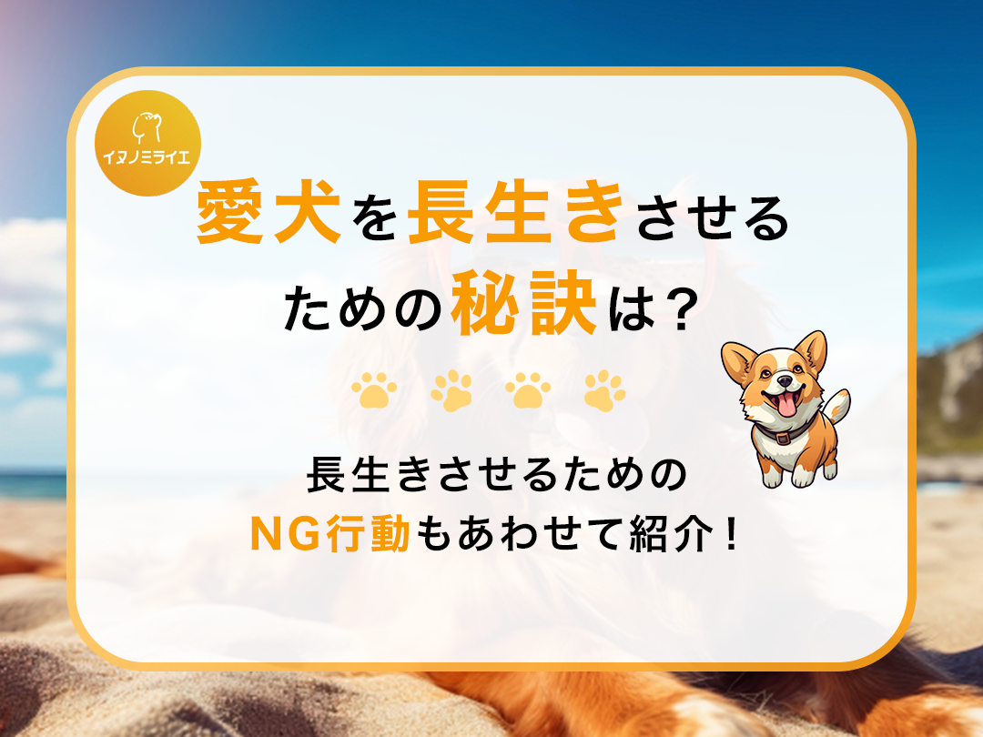 愛犬を長生きさせるための秘訣は?長生きさせるためのNG行動もあわせて紹介!
