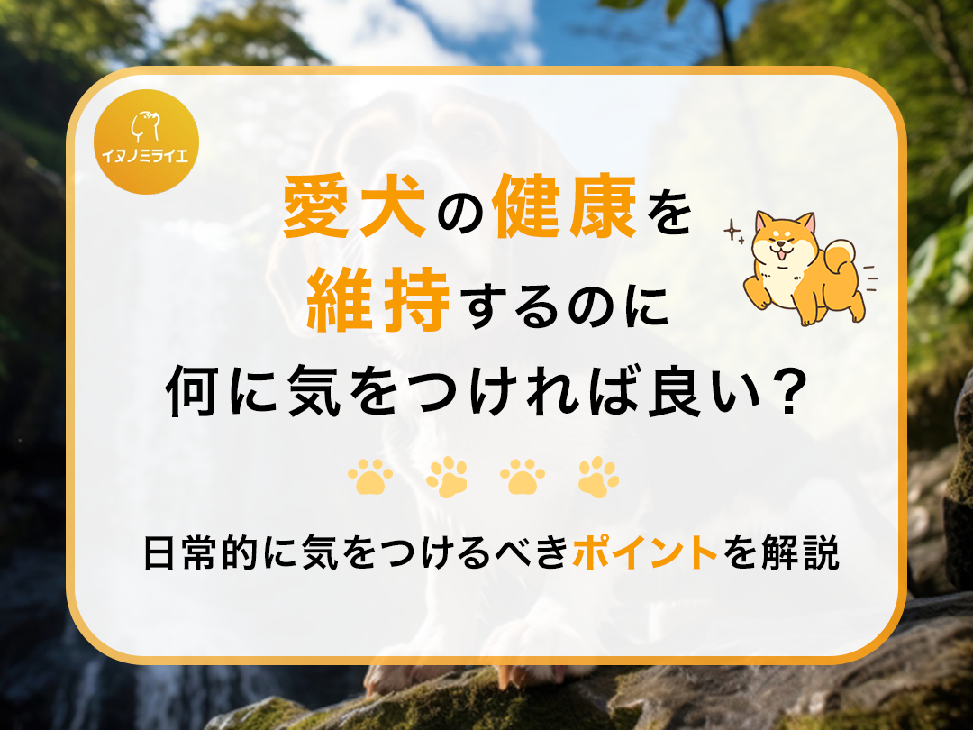 愛犬の健康を維持するのに何に気をつければ良い?日常的に気をつけるべきポイントを解説