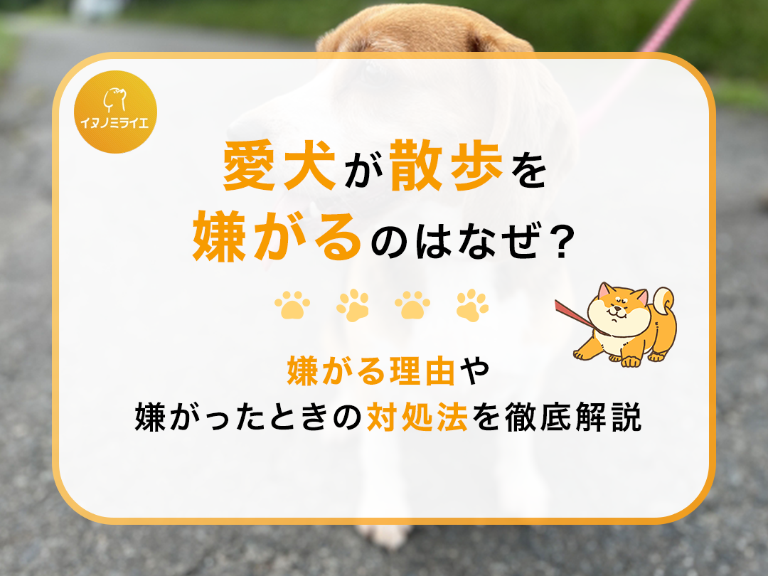 愛犬が散歩を嫌がるのはなぜ?嫌がる理由や嫌がったときの対処法を徹底解説