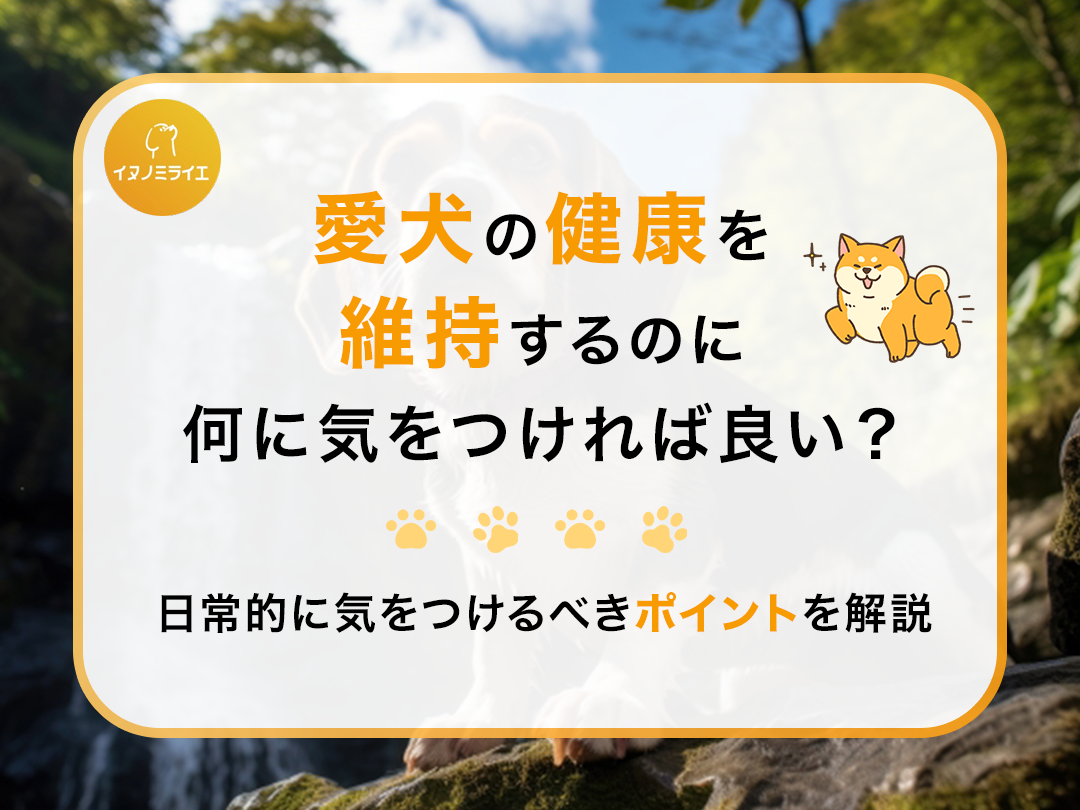 愛犬の健康を維持するのに何に気をつければ良い？日常的に気をつけるべきポイントを解説