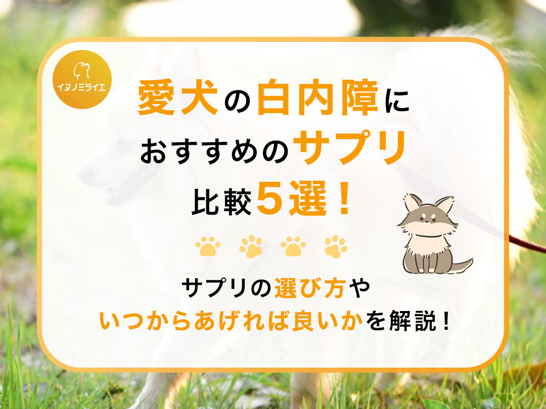 愛犬の白内障におすすめのサプリ比較5選！サプリの選び方やいつからあげれば良いかを解説！